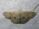 Cyclophora_albipunctata_female_koivuvyomittari_naaras_IMG_8136.jpg