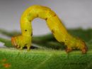 Cyclophora_albipunctata_larva_koivuvyomittari_toukka_247_8_2015.JPG