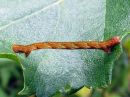 Cyclophora_albipunctata_larva_koivuvyomittari_toukka_IMG_4968.jpg