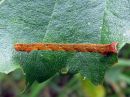 Cyclophora_albipunctata_larva_koivuvyomittari_toukka_IMG_4969.jpg