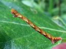 Cyclophora_albipunctata_larva_koivuvyomittari_toukka_IMG_4971.jpg