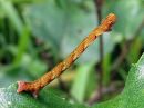 Cyclophora_albipunctata_larva_koivuvyomittari_toukka_IMG_4973.jpg