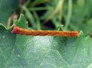 Tiedostonimi=Cyclophora_albipunctata_larva_koivuvyomittari_toukka_IMG_4974.jpg
Tiedostokoko=80kt
Koko=600x450
Lisätty=28.04.2020 Cyclophora_albipunctata_larva_koivuvyomittari_toukka_IMG_4974.jpg