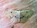 Cyclophora_albipunctata_male_koivuvyomittari_koiras_IMG_4057.JPG