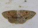 Cyclophora_albipunctata_male_koivuvyomittari_koiras_IMG_5374.jpg