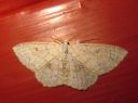 Cyclophora_albipunctata_male_koivuvyomittari_koiras_IMG_5448.JPG