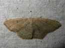 Cyclophora_albipunctata_male_koivuvyomittari_koiras_IMG_6971.jpg