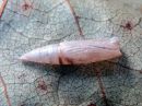 Cyclophora_albipunctata_pupa_koivuvyomittari_kotelo_IMG_2972.jpg