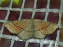 Cyclophora_punctaria_tammivyomittari_IMG_6786.jpg