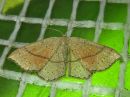 Cyclophora_punctaria_tammivyomittari_IMG_6788.jpg