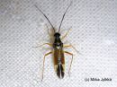 Cyllecoris_histrionicus_harlekiinilude_12_6_2016.JPG