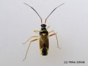 Cyllecoris_histrionicus_harlekiinilude_13_6_2014.jpg