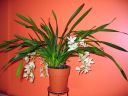 Cymbidium__The_Judge__150206_IMG_8363.jpg