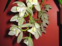 Cymbidium__The_Judge__150206_IMG_8364.jpg