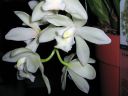 Cymbidium__The_Judge__150206_IMG_8367.jpg