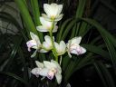 Cymbidium_hybrid_081105_1_IMG_1561.jpg