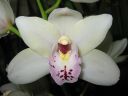 Cymbidium_hybrid_081105_1_IMG_1564.jpg