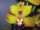 Cymbidium_hybrid_081105_1_IMG_6372.jpg