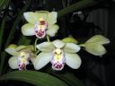 Cymbidium_hybrid_081105_1_IMG_8996.jpg