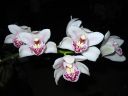 Cymbidium_hybrid_081105_2_IMG_8564.jpg