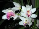 Cymbidium_hybrid_081105_2_IMG_9126.jpg