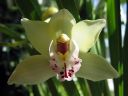 Cymbidium_hybrid_210306_IMG_8745.jpg