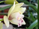 Cymbidium_hybrid_210306_IMG_8760.jpg