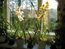 Cymbidium_hybrid_IMG_6541.jpg