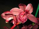 Cymbidium_hybrid_KTH_070206_1_IMG_8178.jpg