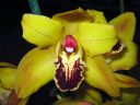 Cymbidium_hybrid_KTH_070206_2_IMG_8181.jpg