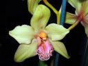 Cymbidium_hybrid_KTH_070206_2_IMG_8450.jpg