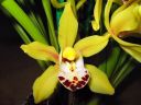 Cymbidium_hybrid_KTH_070206_3_IMG_8184.jpg