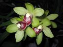 Cymbidium_hybrid_KTT_111206_IMG_9212.jpg