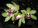 Cymbidium_hybrid_KTT_111206_IMG_9213.jpg