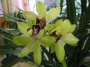 Cymbidium_hybrid_KTT_111206_IMG_9283.jpg