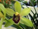 Cymbidium_hybrid_KTT_111206_IMG_9286.jpg