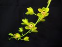Tiedostonimi=Cymbidium_hybrid_MV_20090908_IMG_6605.jpg
Tiedostokoko=46kt
Koko=600x450
Lisätty=29.01.2012 Cymbidium_hybrid_MV_20090908_IMG_6605.jpg