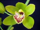 Cymbidium_hybrid_MV_20090908_IMG_6608.jpg