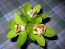 Cymbidium_hybrid_MV_20090908_IMG_6722.jpg