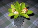 Cymbidium_hybrid_MV_20090908_IMG_6723.jpg