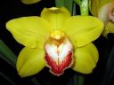 Cymbidium_hybrid_PL_220108_IMG_1994.jpg