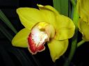 Cymbidium_hybrid_PL_220108_IMG_1995.jpg