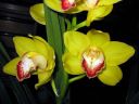 Cymbidium_hybrid_PL_220108_IMG_1996.jpg