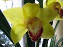 Cymbidium_hybrid_PL_220108_IMG_2010.jpg