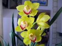 Cymbidium_hybrid_PL_220108_IMG_2015.jpg