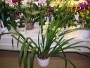 Cymbidium_hybrid_valk_pun_IMG_7488.jpg