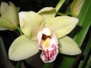 Cymbidium_hybrid_valk_pun_IMG_7489.jpg