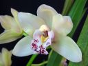 Cymbidium_hybrid_valk_pun_IMG_7494.jpg