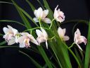 Cymbidium_hybrid_valk_pun_IMG_7880.jpg