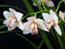 Cymbidium_hybrid_valk_pun_IMG_7884.jpg